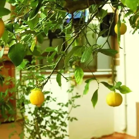 Boncuklu * Ολουντενίζ